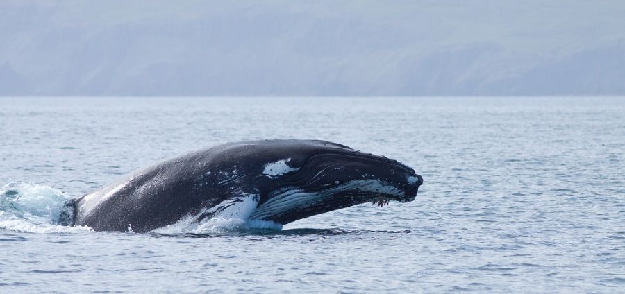 La época para ver ballenas en Islandia